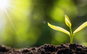 A little tiny plant grows on Earth Day Image