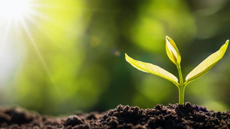 A little tiny plant grows on Earth Day Image
