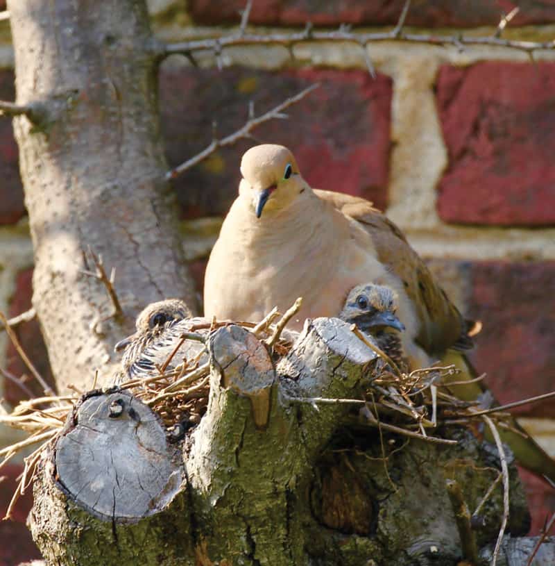 Mourning Dove