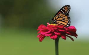 This Monarch Butterfly is a native species Image