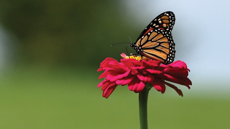 This Monarch Butterfly is a native species