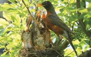 A robin feeds her babies some worms in her nests Image