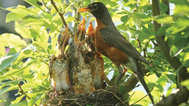 A robin feeds her babies some worms in her nests