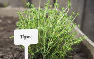 Thyme from Maymont's herb sale Image