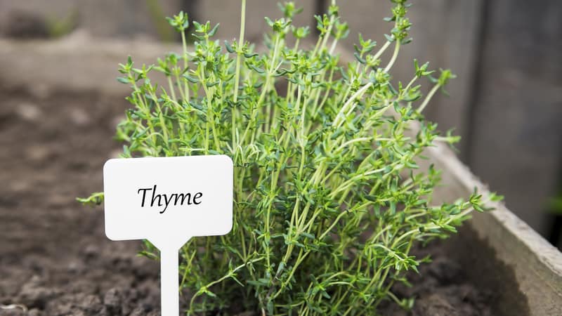 Thyme from Maymont's herb sale