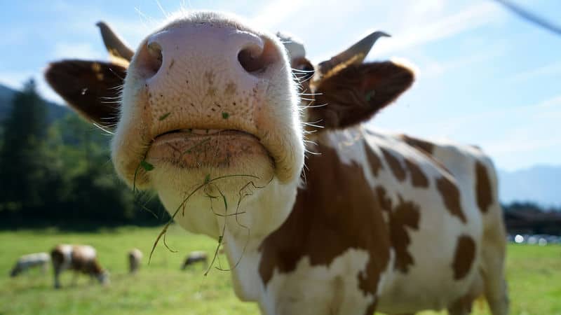 Vegetarian Cow Image
