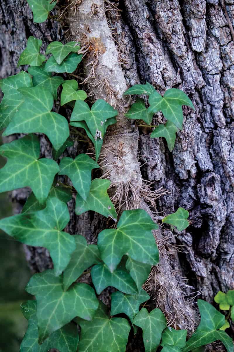 English ivy on tree, not an example of a native species