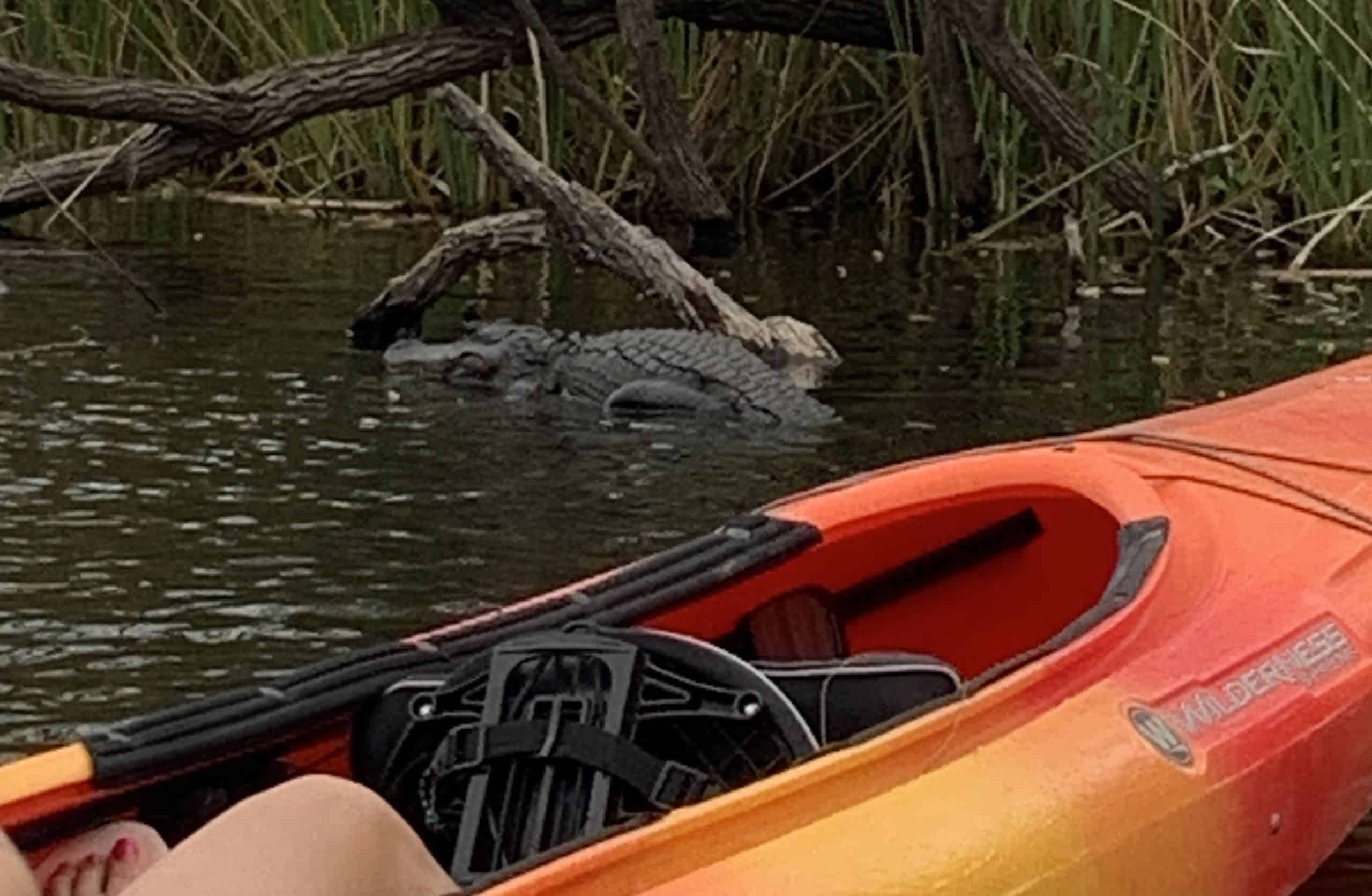 Kayaking with alligators