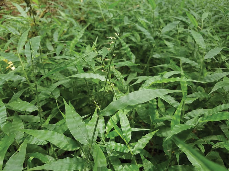 Wavyleaf grass patch