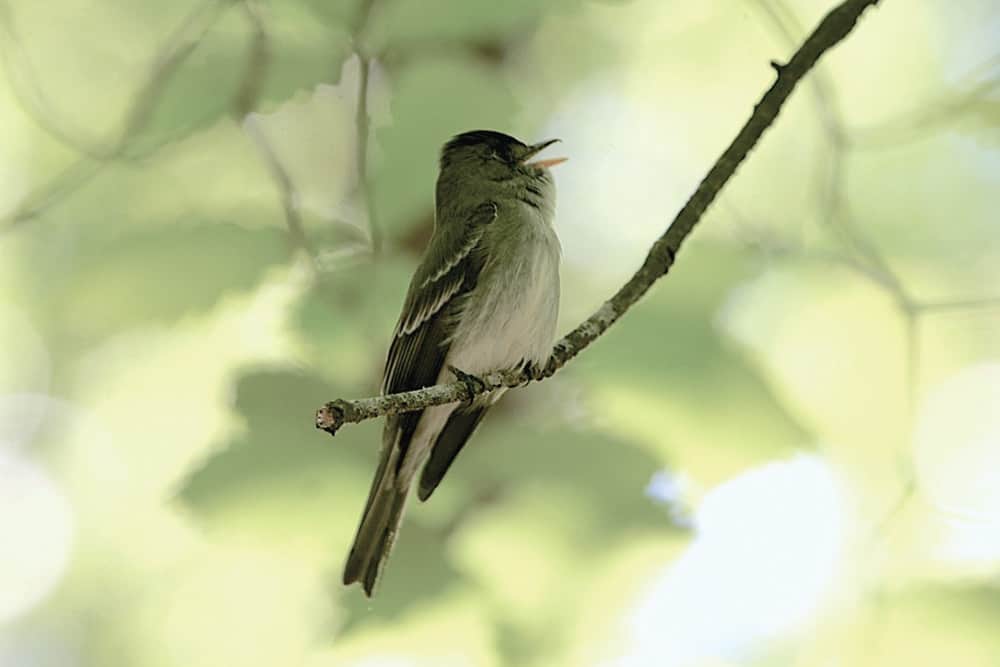 Acadian Flycatcher is another one of the songbirds