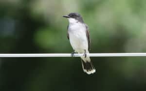 Eastern Kingbird, one of the songbirds Image