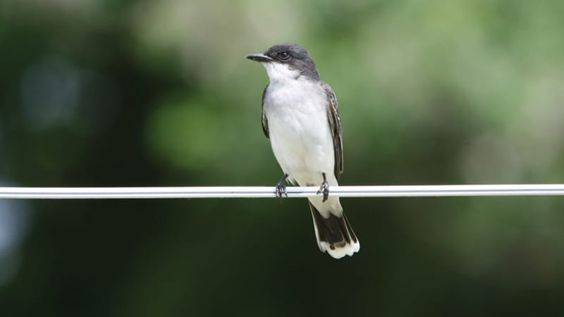 Eastern Kingbird, one of the songbirds