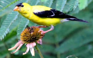 American goldfinch on a flower Image