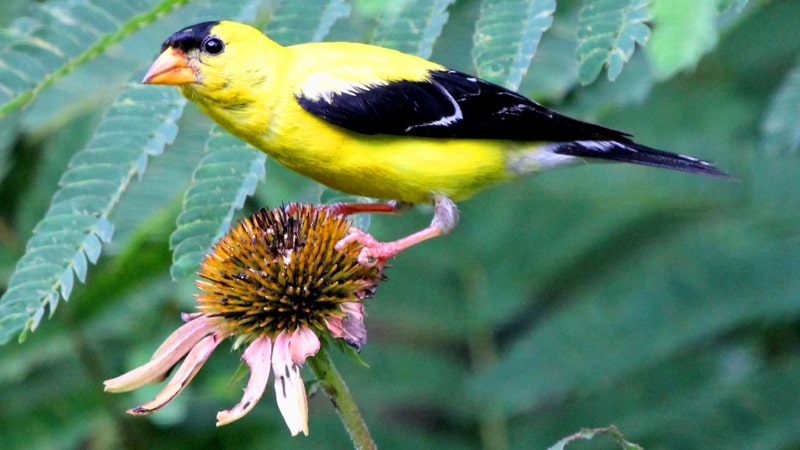 American goldfinch on a flower