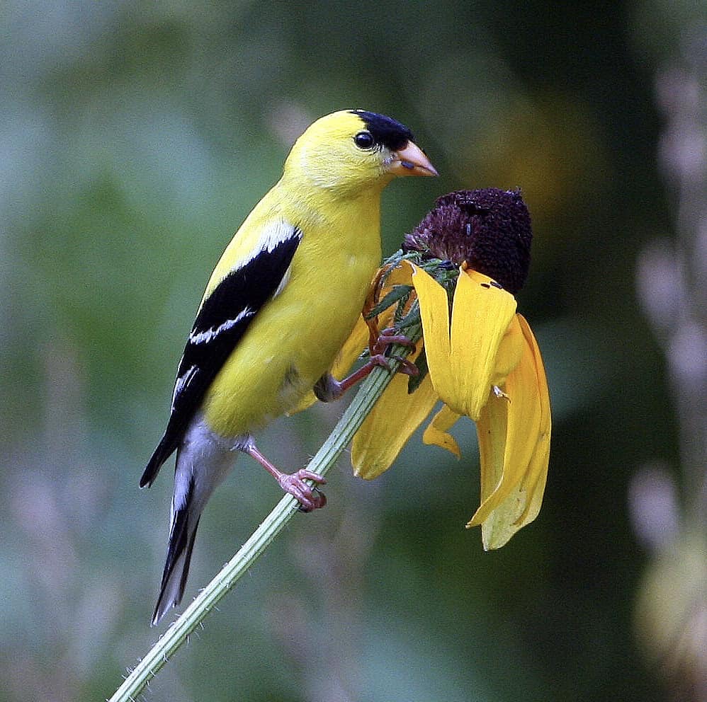 American goldfinch