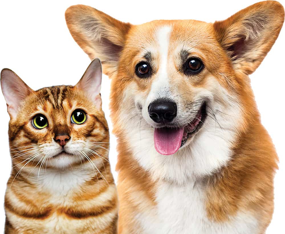 Cute dog and cat