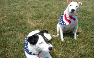 4th of July dogs watching fireworks Image