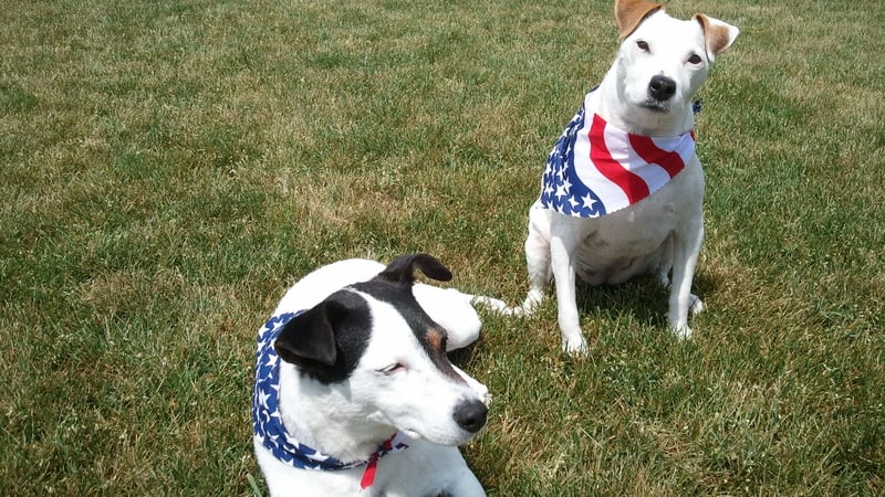 4th of July dogs watching fireworks