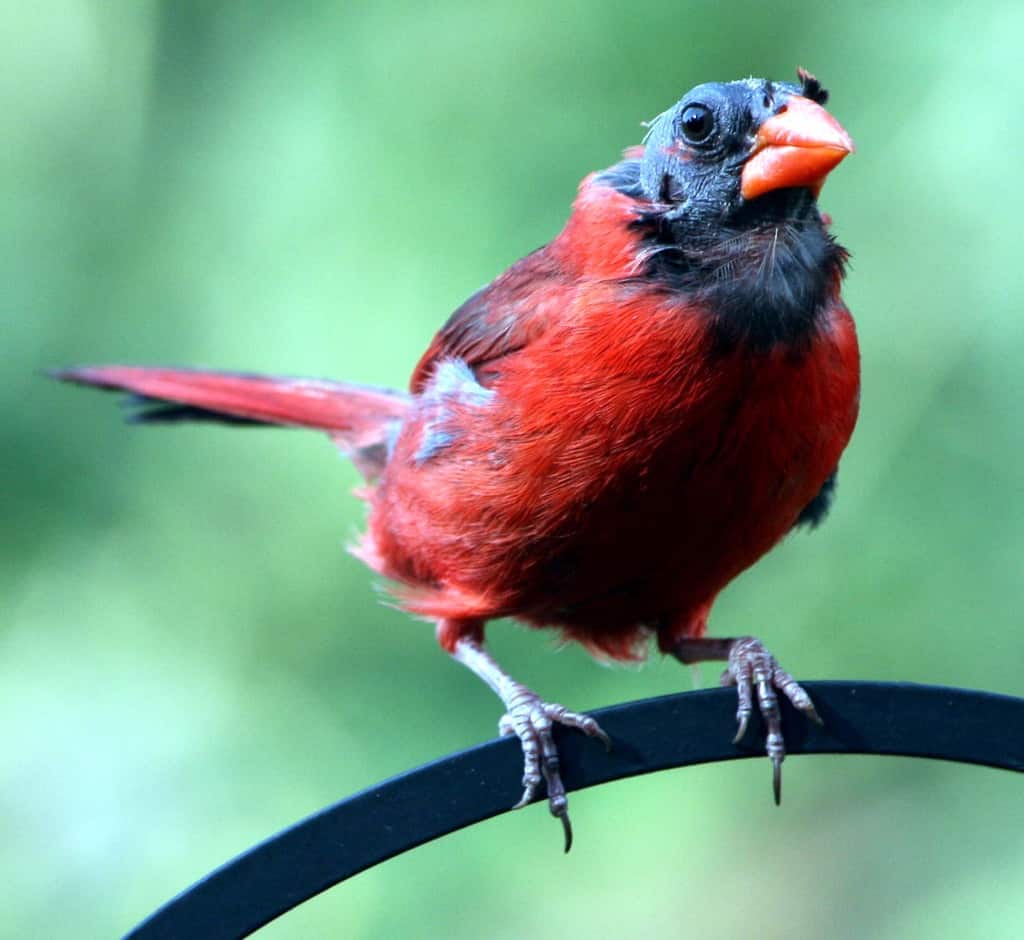 Molting northern cardinal