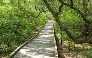Boardwalk at the Outer Banks Image