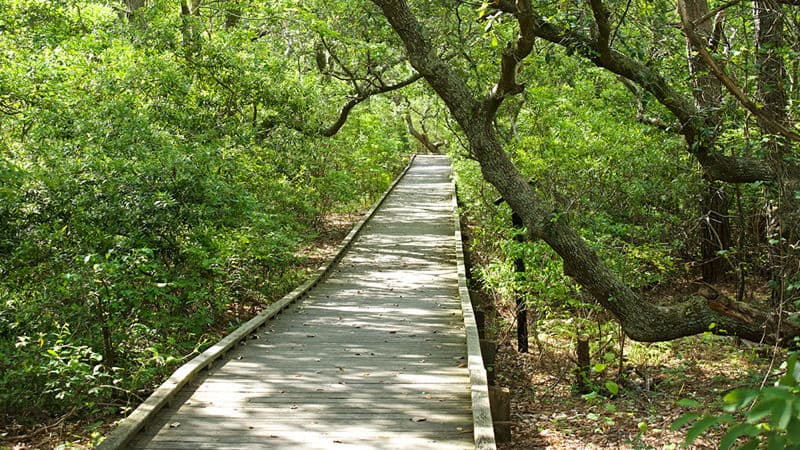 Boardwalk at the Outer Banks Image