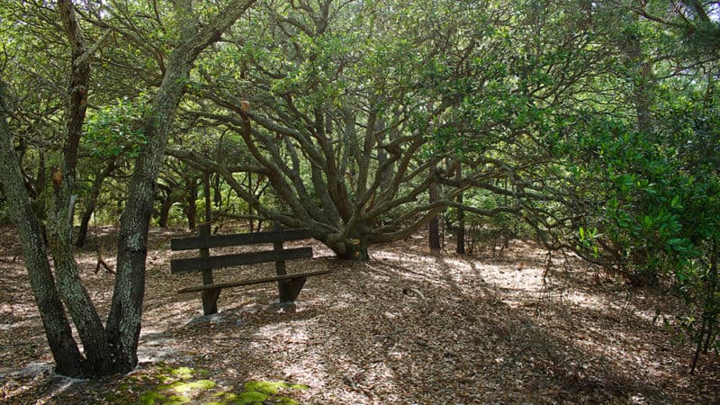 Maritime Forest Trail on the Currituck Banks Estuarine Reserve