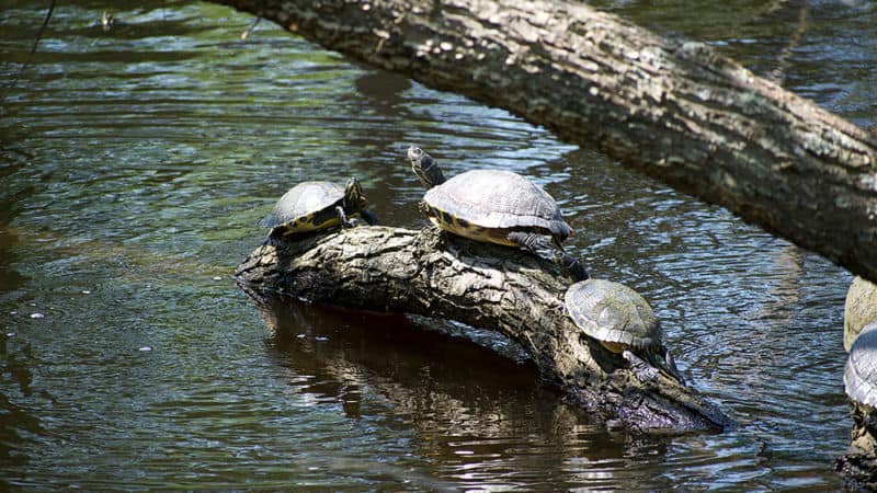 Yellow Slider turtles on a log