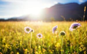 A field full of sunshine and joy Image