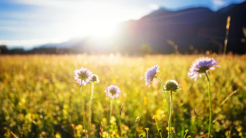 A field full of sunshine and joy