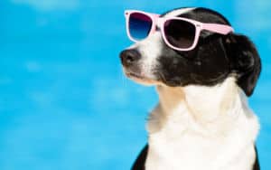 Dog is so happy it feels like a star Image
