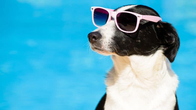 Dog is so happy it feels like a star Image