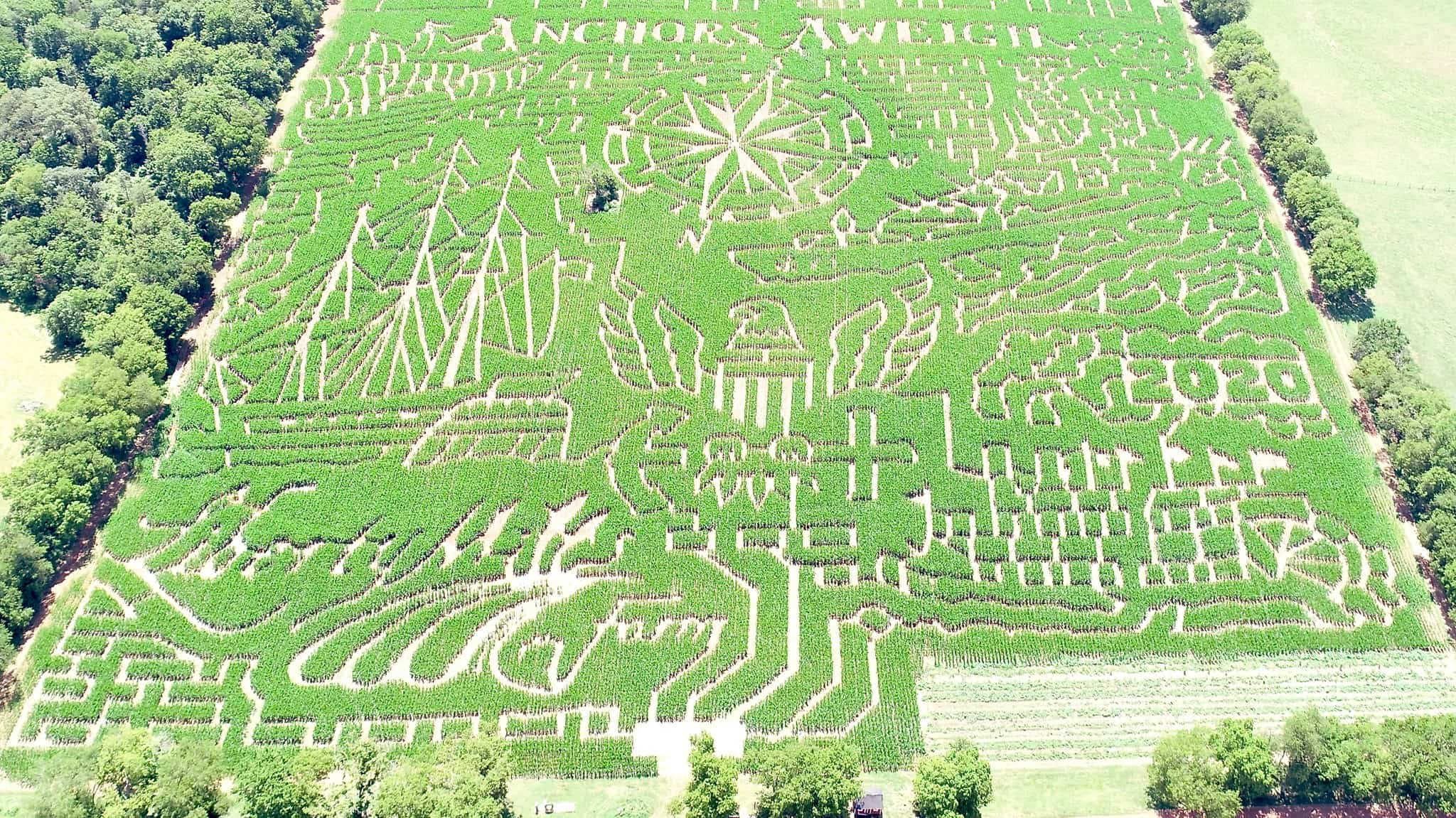 Corn maze 