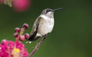 Ruby throated hummingbird watching Tunes on the Tracks Image