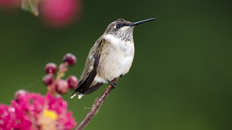 Ruby throated hummingbird watching Tunes on the Tracks