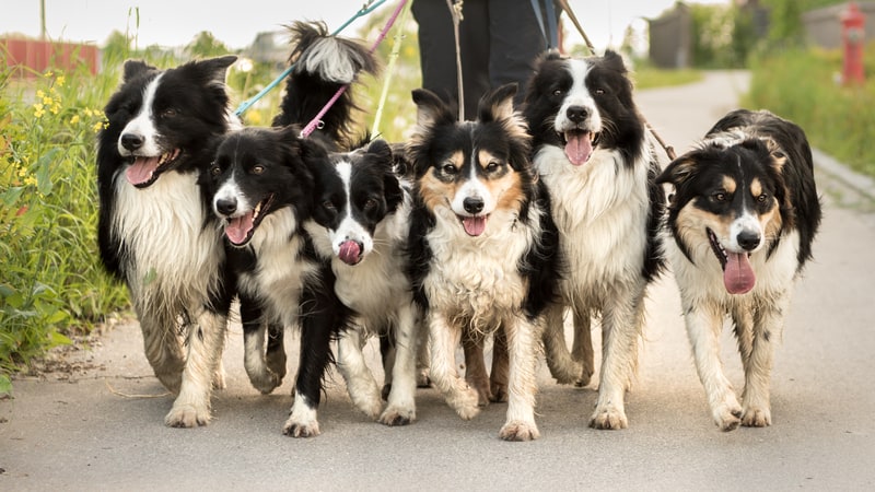 Dogs on a leash trying to sniff some flowers