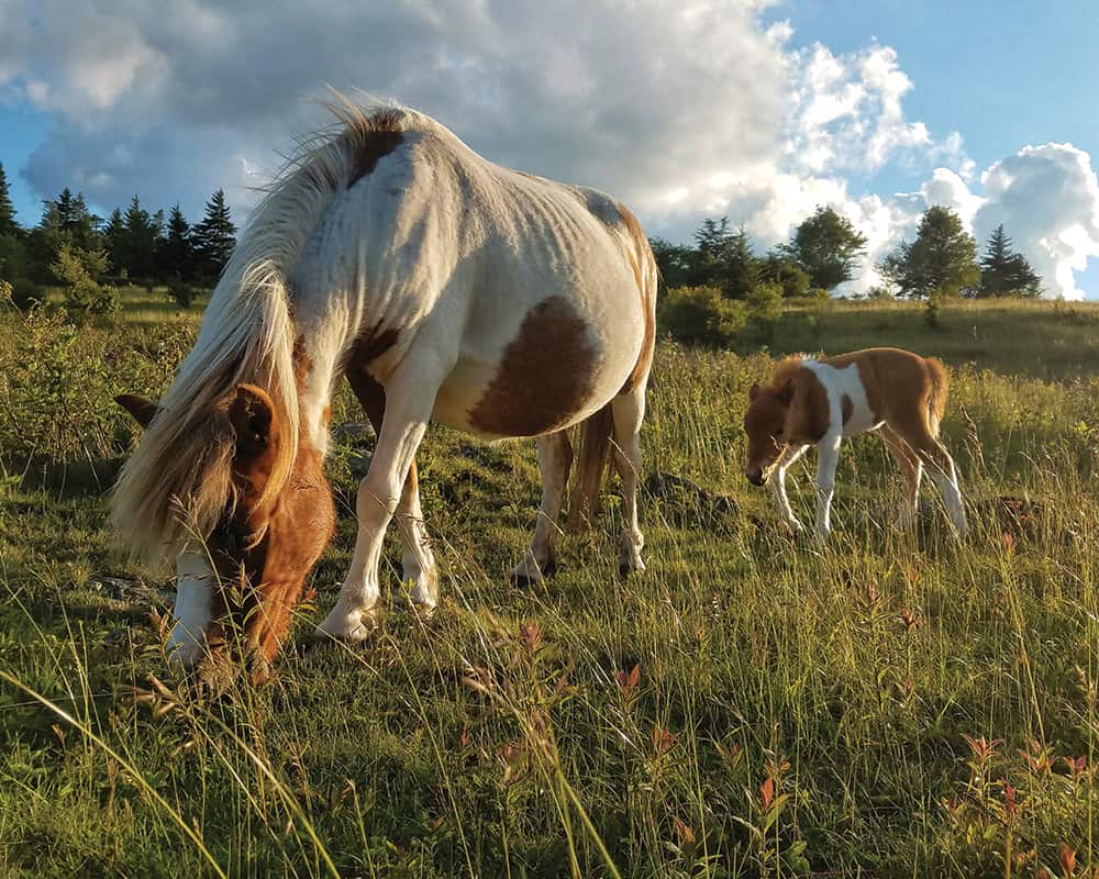 Grayson Highlands Ponies in Abingdon