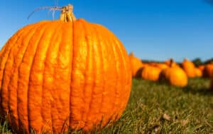 Fall pumpkin travel Image