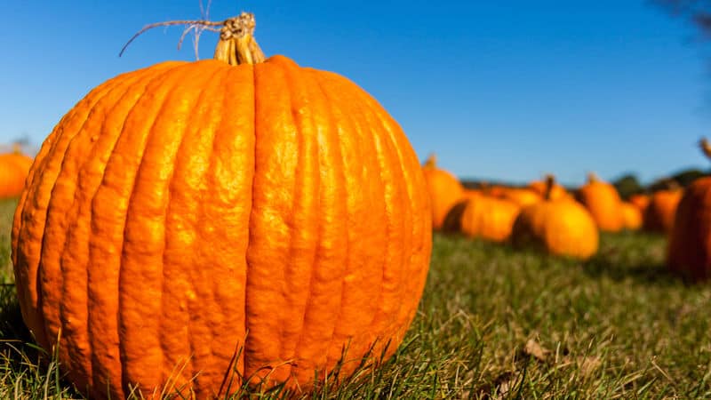 Fall pumpkin travel Image