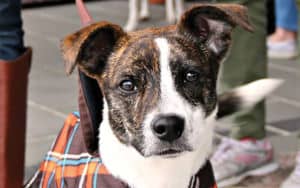 Terrier from dog adoption agency Image