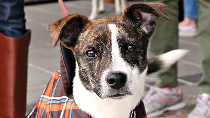 Terrier from dog adoption agency