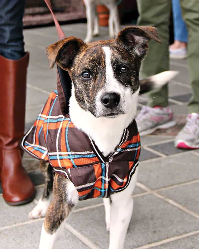 Skippy the adopted dog