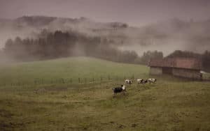 A vintage farm with cows in a pasture Image