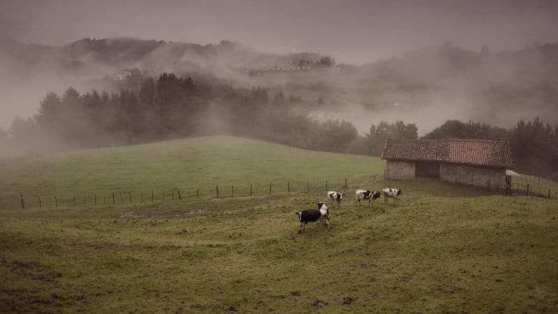 A vintage farm with cows in a pasture Image