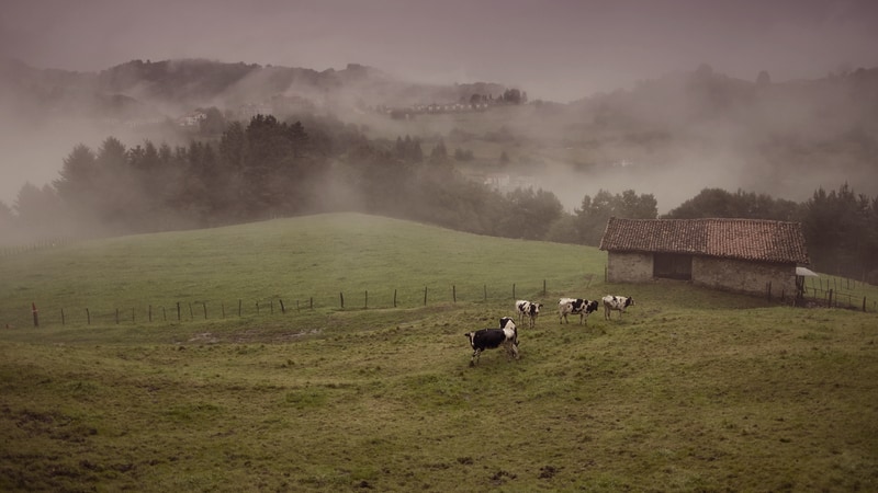 A vintage farm with cows in a pasture