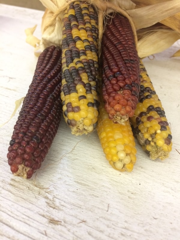 Indian maize