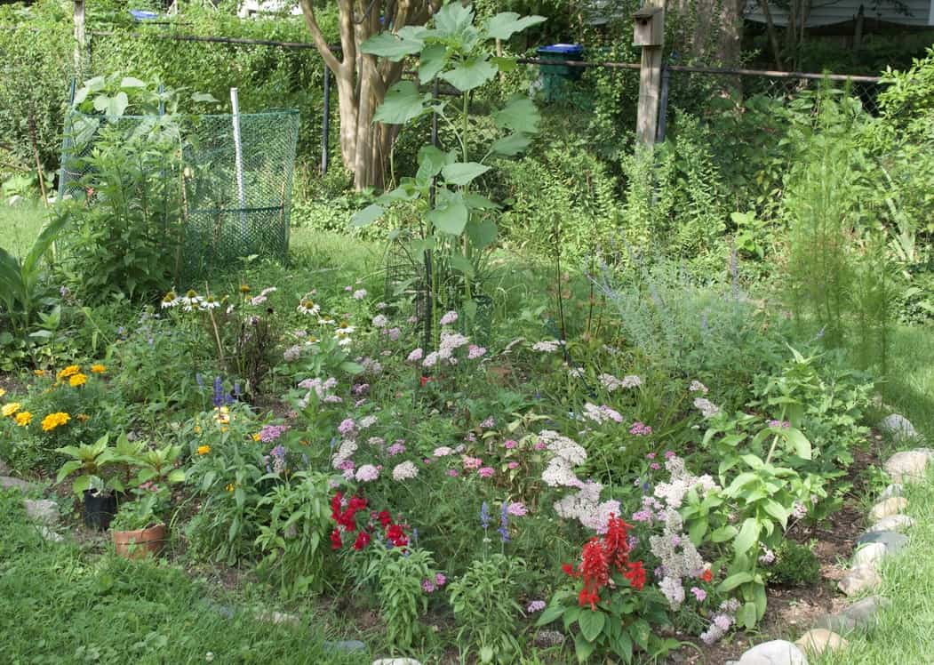 backyard garden for birding in a pandemic