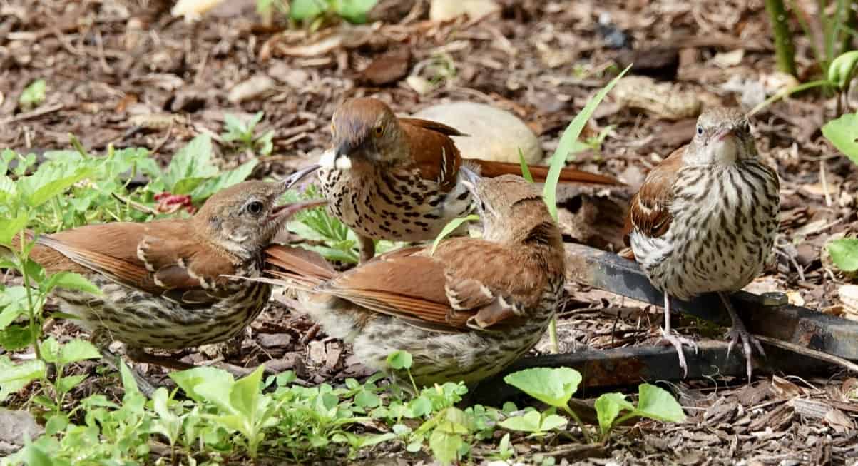 Brown thrasher family carries on, while humans are birding in a pandemic