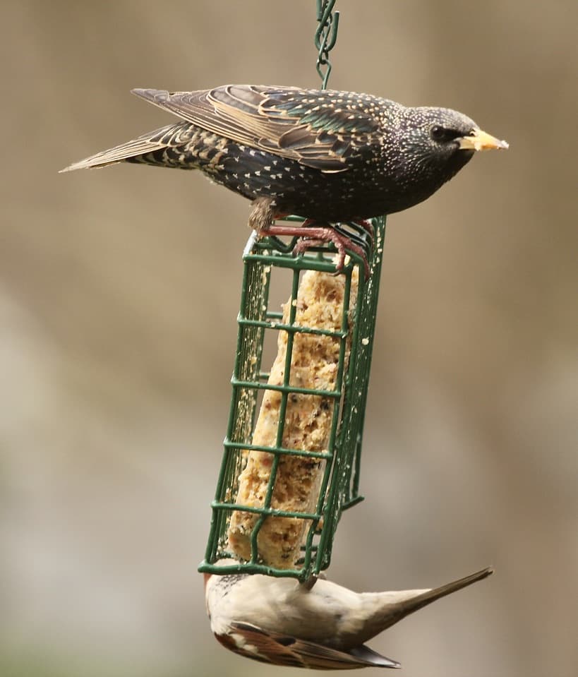 Starling and chickadee on a suet feeder