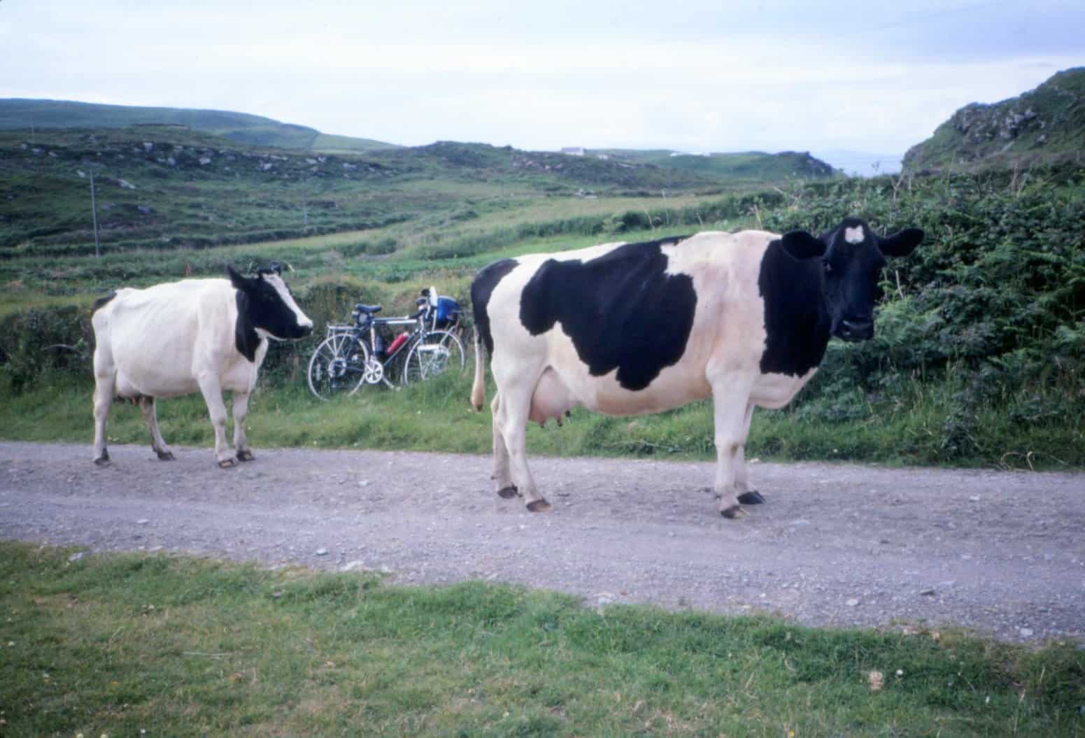 Bikes and cows, Ireland