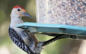red-bellied woodpecker Image